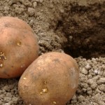 Как выращивать картофель на дачном участке?