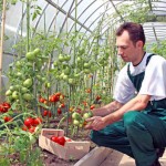 Как успешно выращивать помидоры?