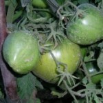 Как избежать «битвы за урожай» на дачном участке? Выращивание помидоров